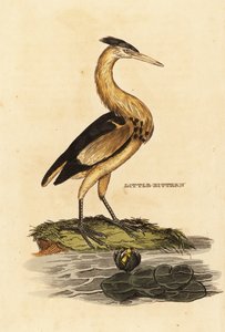 Kis keserű, Ixobrychus minutus alkotó: Edward Donovan