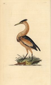 Kis keserű, Ixobrychus minutus. Kézi színű rézlemez, amelyet Edward Donovan rajzolt és metszett a saját Londoni „British Birds természettörténetéből” alkotó: Edward Donovan