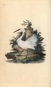 Kis kócsag, Egreta garzetta. Kézi színű rézlemez, amelyet Edward Donovan rajzolt és metszett a saját Londoni „British Birds természettörténetéből” alkotó: Edward Donovan