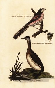 Hosszúfarkú cinege vagy hosszúfarkú bushtit, Aegithalos caudatus és vörösnyakú vöcsök, Podiceps grisegena alkotó: Edward Donovan