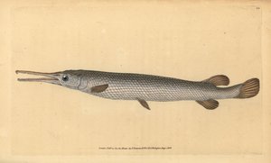 Hosszúorrú gar, Lepisosteus osseus (Osseus gar hal, Esox osseus). Kézzel színezett rézlemez, amelyet Edward Donovan rajzolt és metszett a British Fishes, Donovan and F.C. Natural History of British Fishes című művéből. és J. Rivington, London alkotó: Edward Donovan