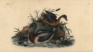 Tőkés réce, Anas platyrhynchos, hím és nőstény pár. Kézi színű rézlemez, amelyet Edward Donovan rajzolt és metszett a saját Londoni „British Birds természettörténetéből” alkotó: Edward Donovan