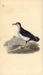 Manx nyíróvíz, Puffinus puffinus. Kézi színű rézlemez, amelyet Edward Donovan rajzolt és metszett a saját Londoni „British Birds természettörténetéből” alkotó: Edward Donovan