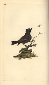 Mocsárcinege, Poecile Palustris. Kézi színű rézlemez, amelyet Edward Donovan rajzolt és metszett a saját Londoni „British Birds természettörténetéből” alkotó: Edward Donovan