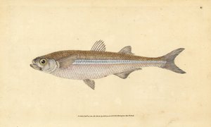 Mediterrán homokillat vagy európai atherine, Atherina hepsetus. Kézzel színezett rézlemez, amelyet Edward Donovan rajzolt és metszett a British Fishes, Donovan and F.C. Natural History of British Fishes című művéből. és J. Rivington, London alkotó: Edward Donovan