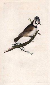 Tarajos cinege. Lopophanes cristatus cristatus (Parus cristatus). Edward Donovan (1768-1837) rézmetsze, megjelent a Natural History of British Birds, Londonban alkotó: Edward Donovan