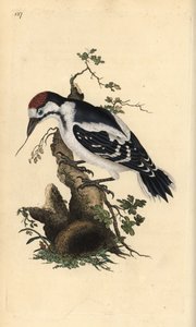 Középső foltos harkály, Dendrocopos medius. Kézi színű rézlemez, amelyet Edward Donovan rajzolt és metszett a saját Londoni „British Birds természettörténetéből” alkotó: Edward Donovan