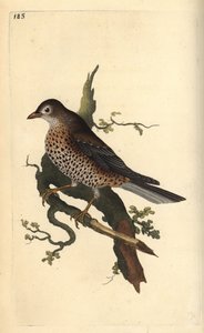 Kövér rigó, Turdus viscivorus. Kézi színű rézlemez, amelyet Edward Donovan rajzolt és metszett a saját Londoni „British Birds természettörténetéből” alkotó: Edward Donovan