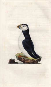 Szerzetes nyíróvíz. Fratercula arctica (Alca arctica). Edward Donovan (1768-1837) rézmetsze, megjelent a Natural History of British Birds, Londonban alkotó: Edward Donovan