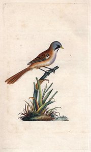 Bajusz panírozás (passeriform). Panurus biarmicus (Parus biarmicus). Edward Donovan (1768-1837) rézmetsze, megjelent a Natural History of British Birds, Londonban alkotó: Edward Donovan