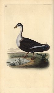Pézsmakacsa (változat), Cairina moschata. Kézi színű rézlemez, amelyet Edward Donovan rajzolt és metszett a saját Londoni „British Birds természettörténetéből” alkotó: Edward Donovan