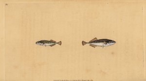 Kilences szálka, Pungitius pungitius (kisebb vagy tíztüskés bottal, Gasterosteus pungitius). Kézzel színezett rézlemez, amelyet Edward Donovan rajzolt és metszett a British Fishes, Donovan and F.C. Natural History of British Fishes című művéből. és J. Rivi alkotó: Edward Donovan