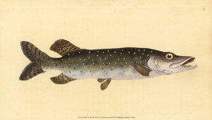 Északi csuka, Esox lucius. Kézzel színezett rézlemez, amelyet Edward Donovan rajzolt és vésett a British Fishes, Donovan and F.C. Natural History című művéből. és J. Rivington, London