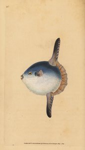 Ocean Sunfish, Mola Mola. Sebezhető. (Naphal, tetrodon mola). Kézzel színezett rézlemez, amelyet Edward Donovan rajzolt és metszett a British Fishes, Donovan and F.C. Natural History of British Fishes című művéből. és J. Rivington, London