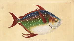 Opa vagy királyhal, Lampris guttatus (Zeus luna). Kézzel színezett rézlemez, amelyet Edward Donovan rajzolt és metszett a British Fishes, Donovan and F.C. Natural History of British Fishes című művéből. és J. Rivington, London alkotó: Edward Donovan
