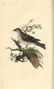 Árva poszáta, Sylvia hydrtensis, vagy nagyobb szálka. Kézi színű rézlemez, amelyet Edward Donovan rajzolt és metszett a saját Londoni „British Birds természettörténetéből” alkotó: Edward Donovan