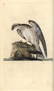Osprey, Pandion haliaetus, állva egy kifogott halon. Kézi színű rézlemez, amelyet Edward Donovan rajzolt és metszett a saját Londoni „British Birds természettörténetéből” alkotó: Edward Donovan