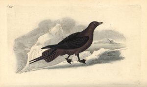 Parazita Jaeger, Stercorarius parasiticus. Kézi színű rézlemez, amelyet Edward Donovan rajzolt és metszett a saját Londoni „British Birds természettörténetéből” alkotó: Edward Donovan