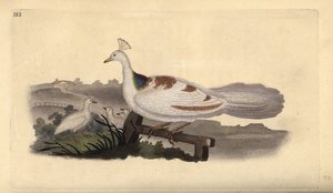 Pávaláb, Pavo cristatus, nőstény a kicsinyeivel. Kézi rézkarc, rajzolta és metszette Edward Donovan a saját "Natural History of British Birds" című művéből, London. alkotó: Edward Donovan