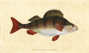 Sügér, Perca fluviatilis. Kézzel színezett rézlemez, amelyet Edward Donovan rajzolt és metszett a British Fishes, Donovan and F.C. Natural History of British Fishes című művéből. és J. Rivington, London alkotó: Edward Donovan