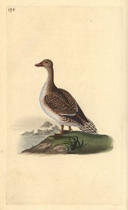 Pintail, Anas acuta, nőstény. Kézi színű rézlemez, amelyet Edward Donovan rajzolt és metszett a saját Londoni „British Birds természettörténetéből” alkotó: Edward Donovan
