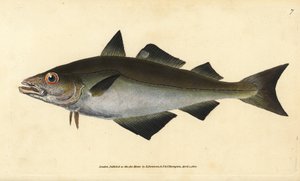 Pollack, Pollachius pollachius (White pollack, Gadus pollachius). Kézzel színezett rézlemez, amelyet Edward Donovan rajzolt és metszett a British Fishes, Donovan and F.C. Natural History of British Fishes című művéből. és J. Rivington, London alkotó: Edward Donovan