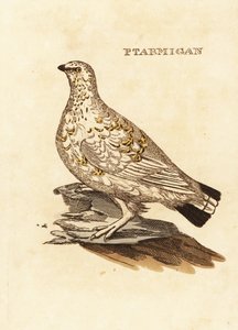 Ptarmigan nyírfajd vagy fehérvad, Lagopus lagopus alkotó: Edward Donovan