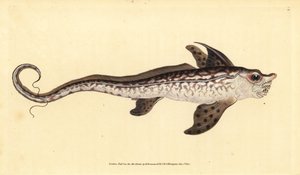 Nyúlhal vagy tengeri szörny, Chimaera monstrosa. Majdnem megfenyegetve. Kézzel színezett rézlemez, amelyet Edward Donovan rajzolt és metszett a British Fishes, Donovan and F.C. Natural History of British Fishes című művéből. és J. Rivington, London alkotó: Edward Donovan