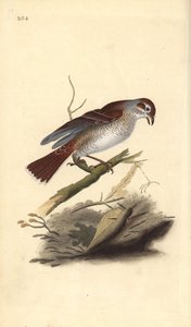 Vöröshátú sikló (nőstény), Lanius collurio. Kézi színű rézlemez, amelyet Edward Donovan rajzolt és metszett a saját Londoni „British Birds természettörténetéből” alkotó: Edward Donovan