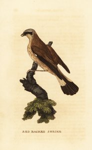 Vöröshátú sikló, Lanius collurio alkotó: Edward Donovan