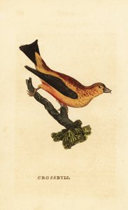 Vörös keresztcsőrű, Loxia curvirostra alkotó: Edward Donovan