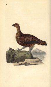 Vörös fajd (nőstény), Lagopus scotica. Kézi színű rézlemez, amelyet Edward Donovan rajzolt és metszett a saját Londoni „British Birds természettörténetéből” alkotó: Edward Donovan