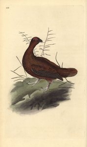 Vörös fajd, Lagopus lagopus scotica. Kézi színű rézlemez, amelyet Edward Donovan rajzolt és metszett a saját Londoni „British Birds természettörténetéből” alkotó: Edward Donovan