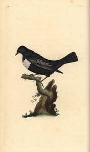 Ring ouzel, Turdus torquatus. Kézi színű rézlemez, amelyet Edward Donovan rajzolt és metszett a saját Londoni „British Birds természettörténetéből” alkotó: Edward Donovan