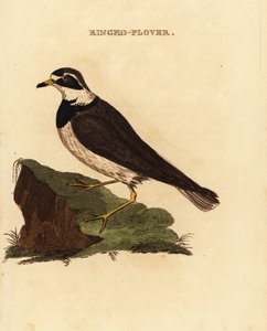 Gyűrűs lile, Charadrius hiaticula alkotó: Edward Donovan