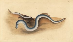 Folyami lámpaláz, Lampetra fluviatilis (Lampern vagy kisebb lámpaláz, Petromyzon fluviatilis). Kézzel színezett rézlemez, amelyet Edward Donovan rajzolt és metszett a British Fishes, Donovan and F.C. Natural History of British Fishes című művéből. és J. Ri alkotó: Edward Donovan