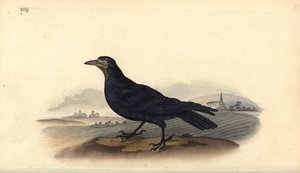 Rook, Corvus frugilegus. Kézi színű rézlemez, amelyet Edward Donovan rajzolt és metszett a saját Londoni „British Birds természettörténetéből” alkotó: Edward Donovan