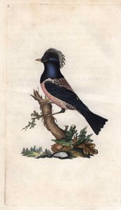 Seregélypinty. Sturnus roseus (Turdus roseus). Edward Donovan (1768-1837) rézmetsze, megjelent a Natural History of British Birds, Londonban alkotó: Edward Donovan