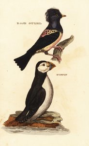 Rózsás seregély, Pastor roseus és atlanti lunda, Fratercula arctica alkotó: Edward Donovan