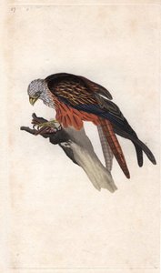 Royal Milano. Milvus milvus (Falco milvus). Edward Donovan (1768-1837) rézmetsze, megjelent a Natural History of British Birds, Londonban alkotó: Edward Donovan