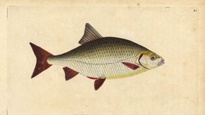 Rudd, Scardinius erythrophthalmus (Red eye, Cyprinus erythrophthalmus). Kézzel színezett rézlemez, amelyet Edward Donovan rajzolt és vésett a British Fishes, Donovan and F.C. Natural History című művéből. és J. Rivington, London alkotó: Edward Donovan