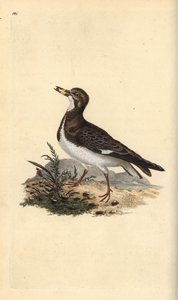 Ruddy turnstone, Arenaria interpres. Kézi színű rézlemez, amelyet Edward Donovan rajzolt és metszett a saját Londoni „British Birds természettörténetéből” alkotó: Edward Donovan
