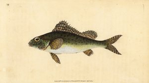 Ruffe, Gymnocephalus cernua (Perca cernua). Kézzel színezett rézlemez, amelyet Edward Donovan rajzolt és metszett a British Fishes, Donovan and F.C. Natural History of British Fishes című művéből. és J. Rivington, London alkotó: Edward Donovan