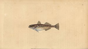 Homoki géb, Pomatoschistus minutus (Pettyes géb, Gobius minutus). Kézzel színezett rézlemez, amelyet Edward Donovan rajzolt és metszett a British Fishes, Donovan and F.C. Natural History of British Fishes című művéből. és J. Rivington, London alkotó: Edward Donovan