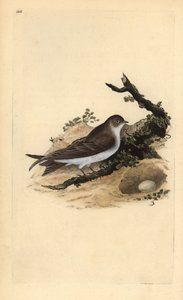 Homokmárton, Riparia riparia, fészekkel és tojással. Kézzel színezett rézlemez, amelyet Edward Donovan rajzolt és metszett a saját „Britan madarak természettörténetéből” (1794-1819). Edward Donovan (1768-1837) angol-ír amatőr zoológus, író, művész és alkotó: Edward Donovan