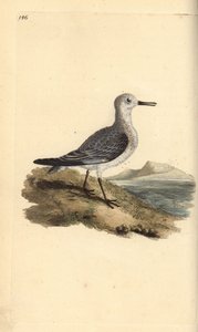 Sanderling, Calidris alba. Kézi színű rézlemez, amelyet Edward Donovan rajzolt és metszett a saját Londoni „British Birds természettörténetéből” alkotó: Edward Donovan