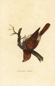 Pikkelyes mellű munia vagy foltos munia, Lonchura punctulata alkotó: Edward Donovan