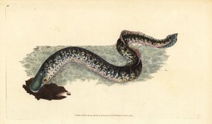 Tengeri lámpaláz, Petromyzon marinus (Tengeri vagy foltos lámpa). Kézzel színezett rézlemez, amelyet Edward Donovan rajzolt és metszett a British Fishes, Donovan and F.C. Natural History of British Fishes című művéből. és J. Rivington, London