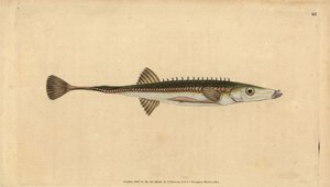 Tengeri pálcika, Spinachia spinachia (Tizenöttüskés pálcika, Gasterosteus spinachia). Kézzel színezett rézlemez, amelyet Edward Donovan rajzolt és metszett a British Fishes, Donovan and F.C. Natural History of British Fishes című művéből. és J. Rivington,  alkotó: Edward Donovan