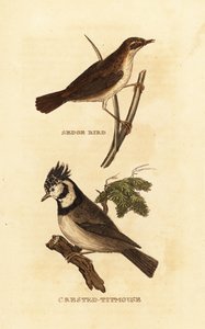 sás poszáta, Acrocephalus schoenobaenus és európai tarajos cinege, Lophophanes cristatus alkotó: Edward Donovan